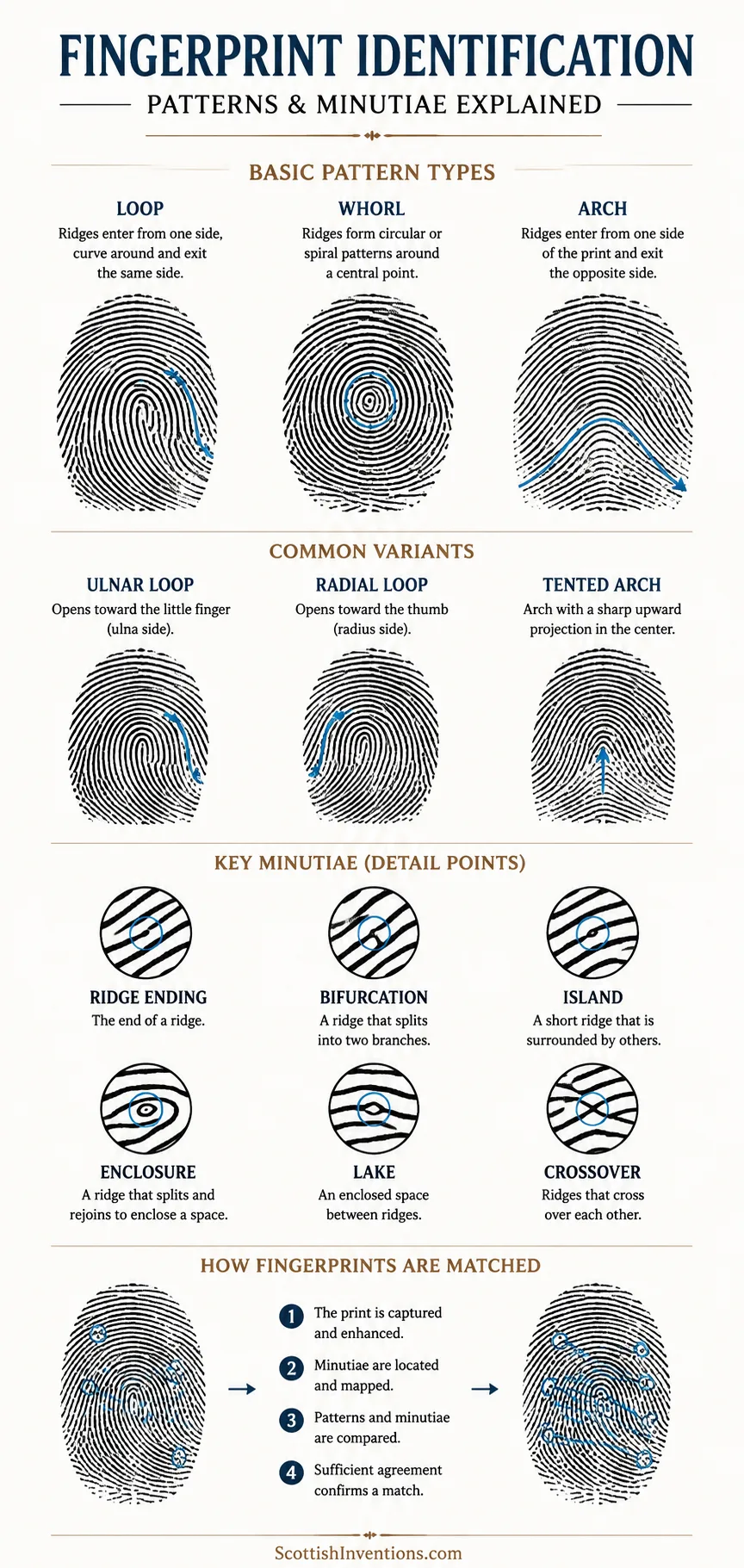 Fingerprint identification patterns showing loops whorls arches ridge endings bifurcations and minutiae