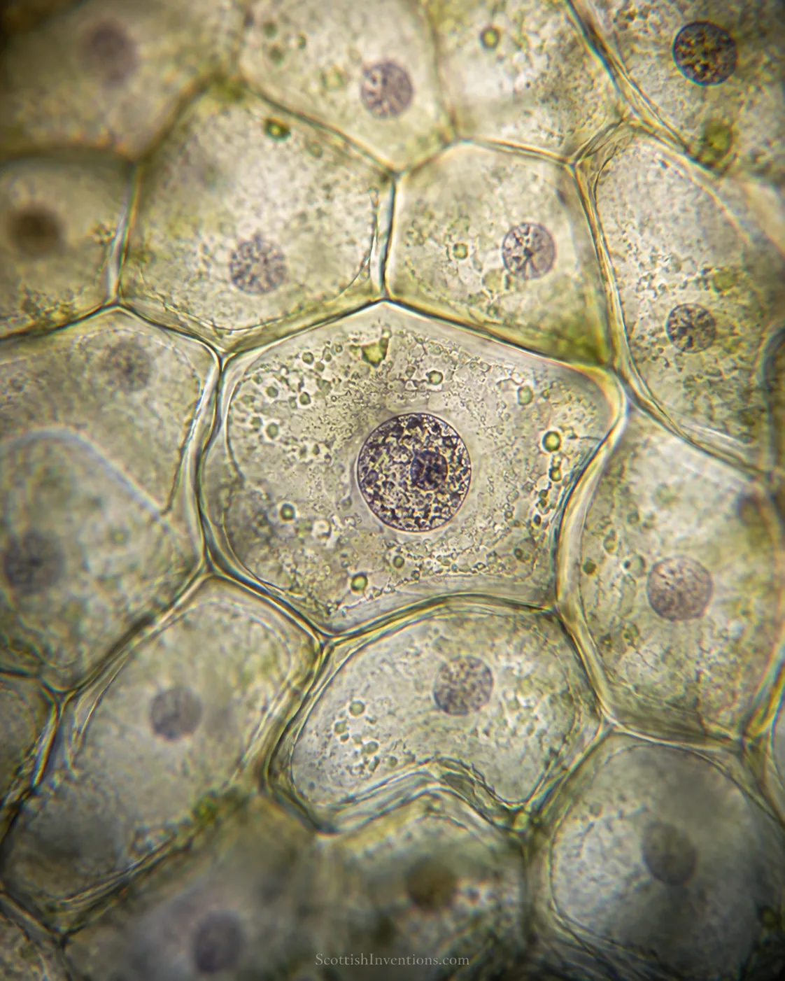 Microscope view of orchid leaf epidermis: rows of plant cells each containing a single small opaque circular body, the areola Brown named the nucleus.