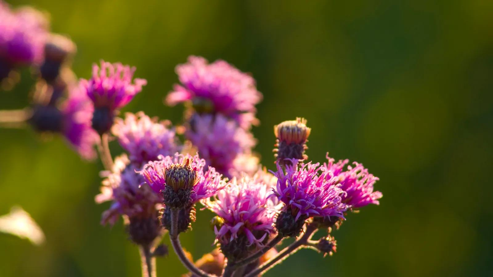 A Drunk Man Looks at the Thistle