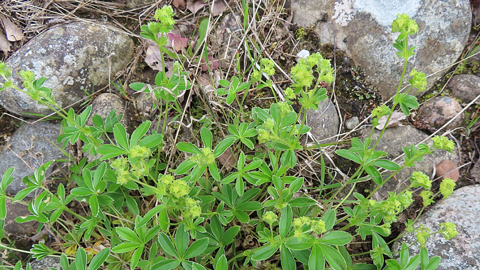 Alpine Lady's-mantle