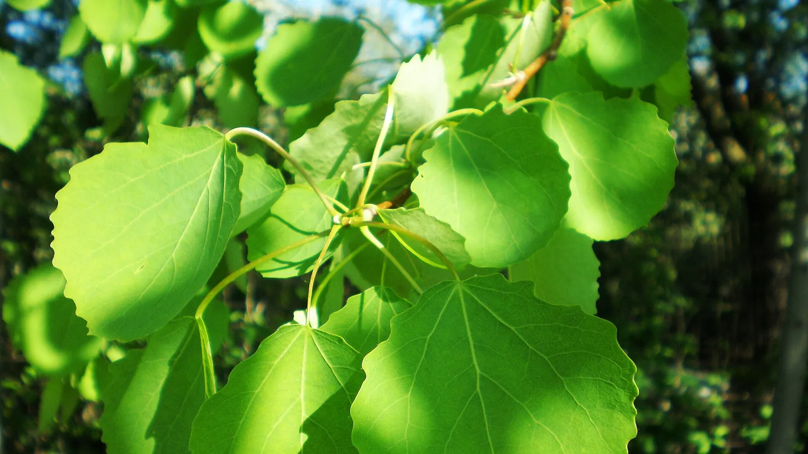 Aspen