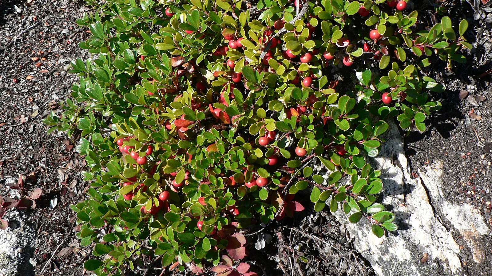 Bearberry