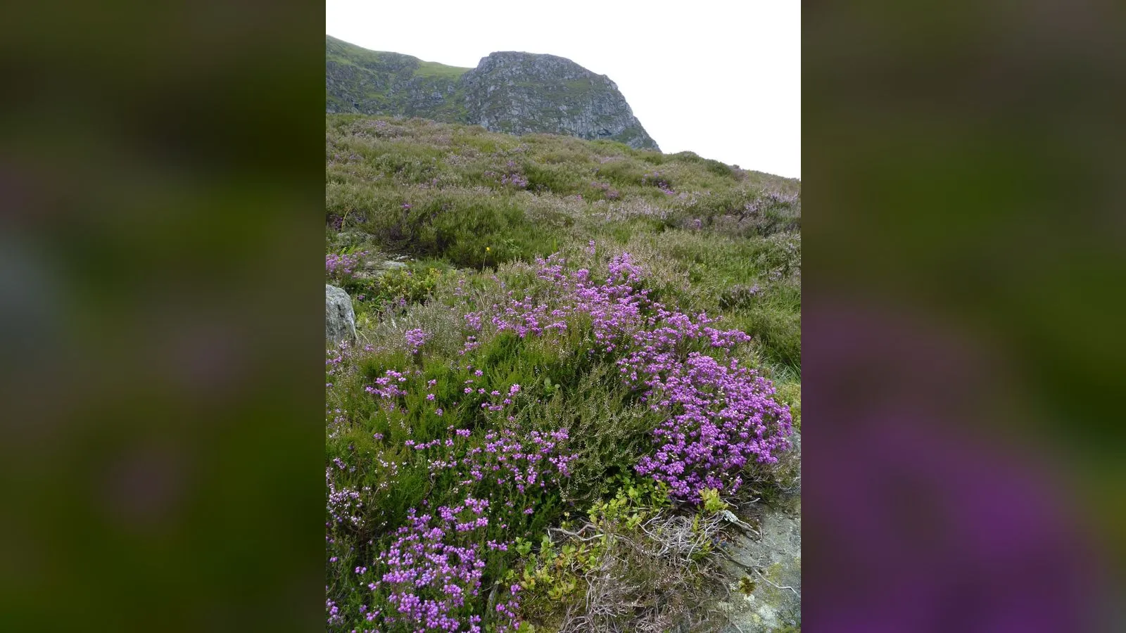 Bell Heather