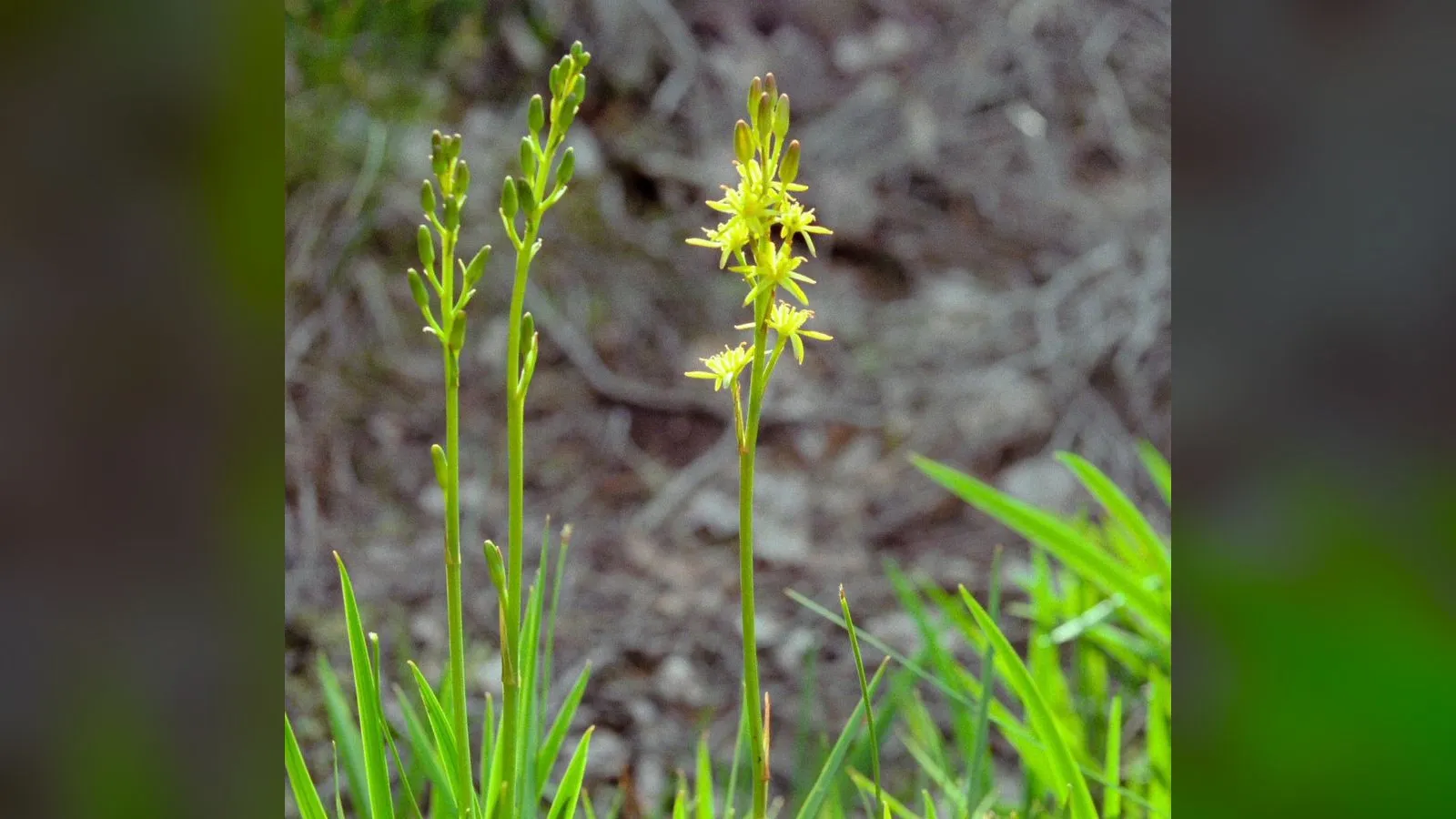 Bog Asphodel