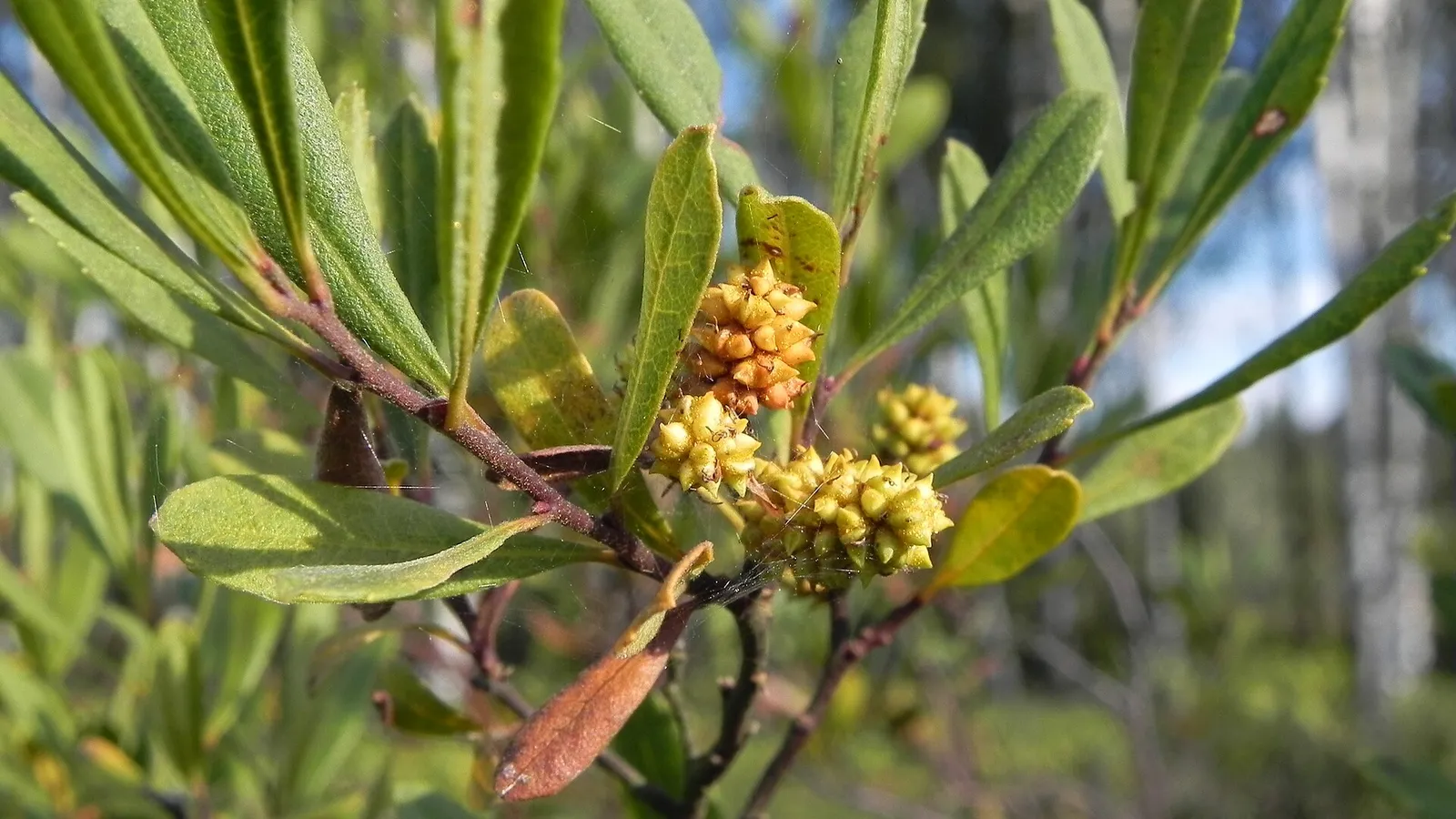 Bog Myrtle