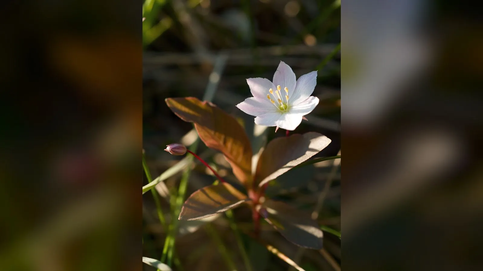 Chickweed Wintergreen