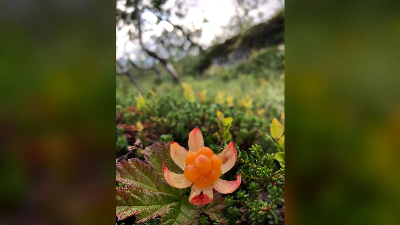 Cloudberry