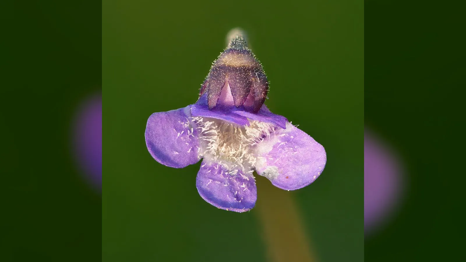 Common Butterwort