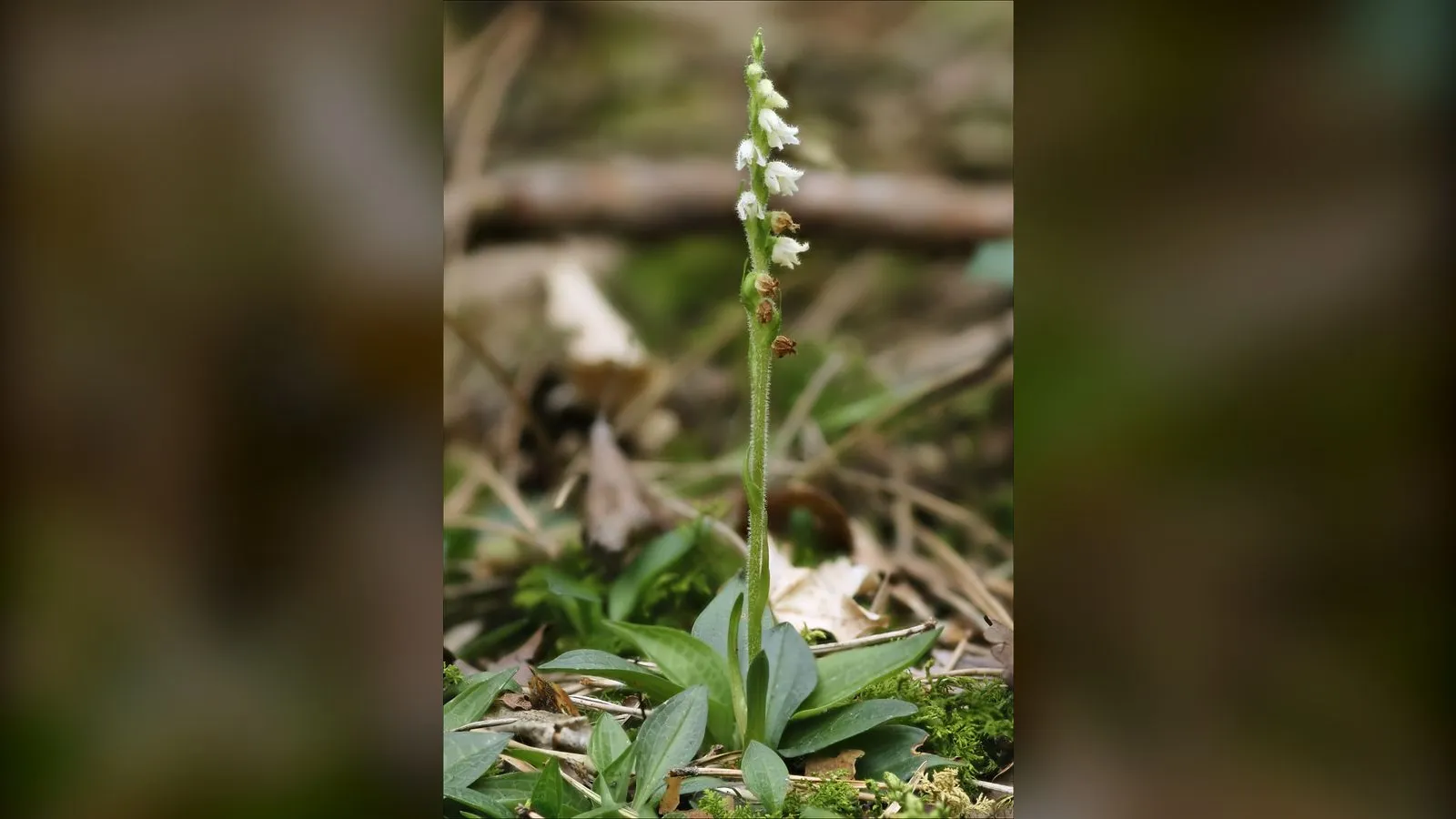 Creeping Lady's-tresses