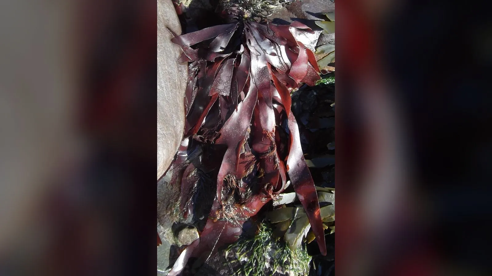 Dulse