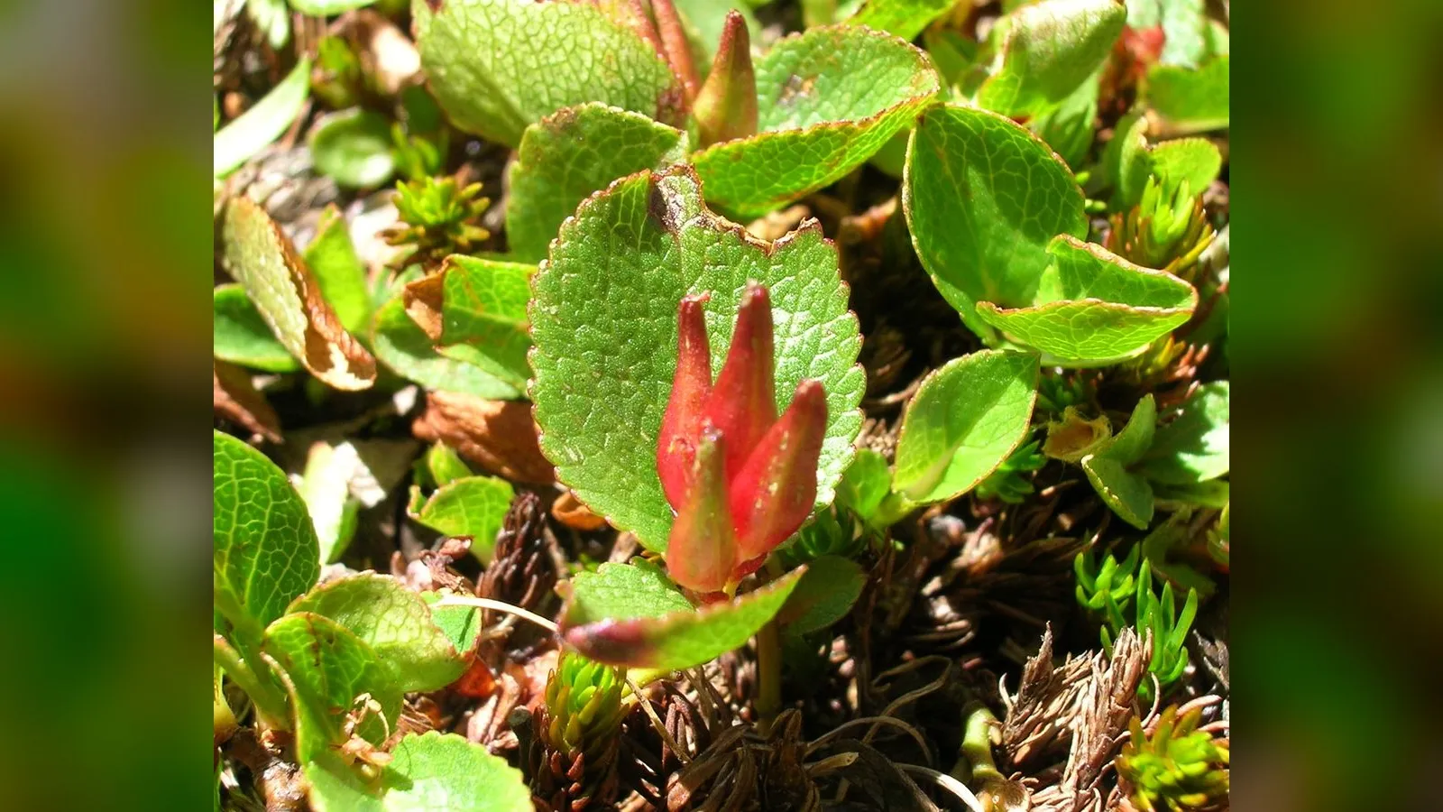 Dwarf Willow