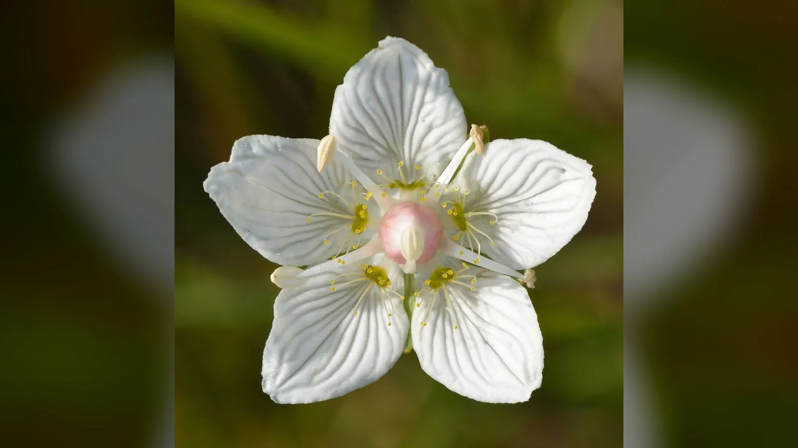 Grass of Parnassus