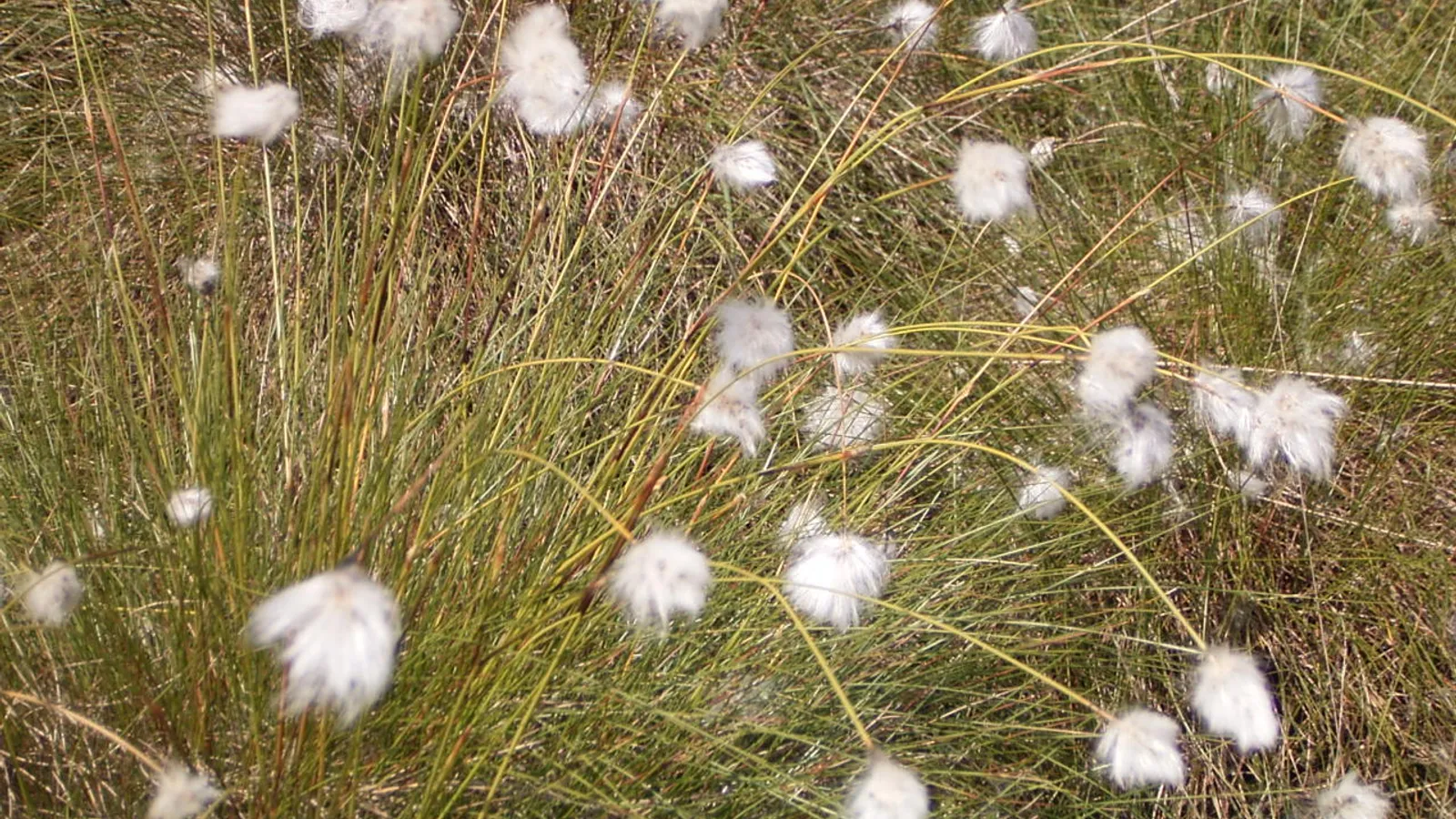 Hare's-tail Cottongrass