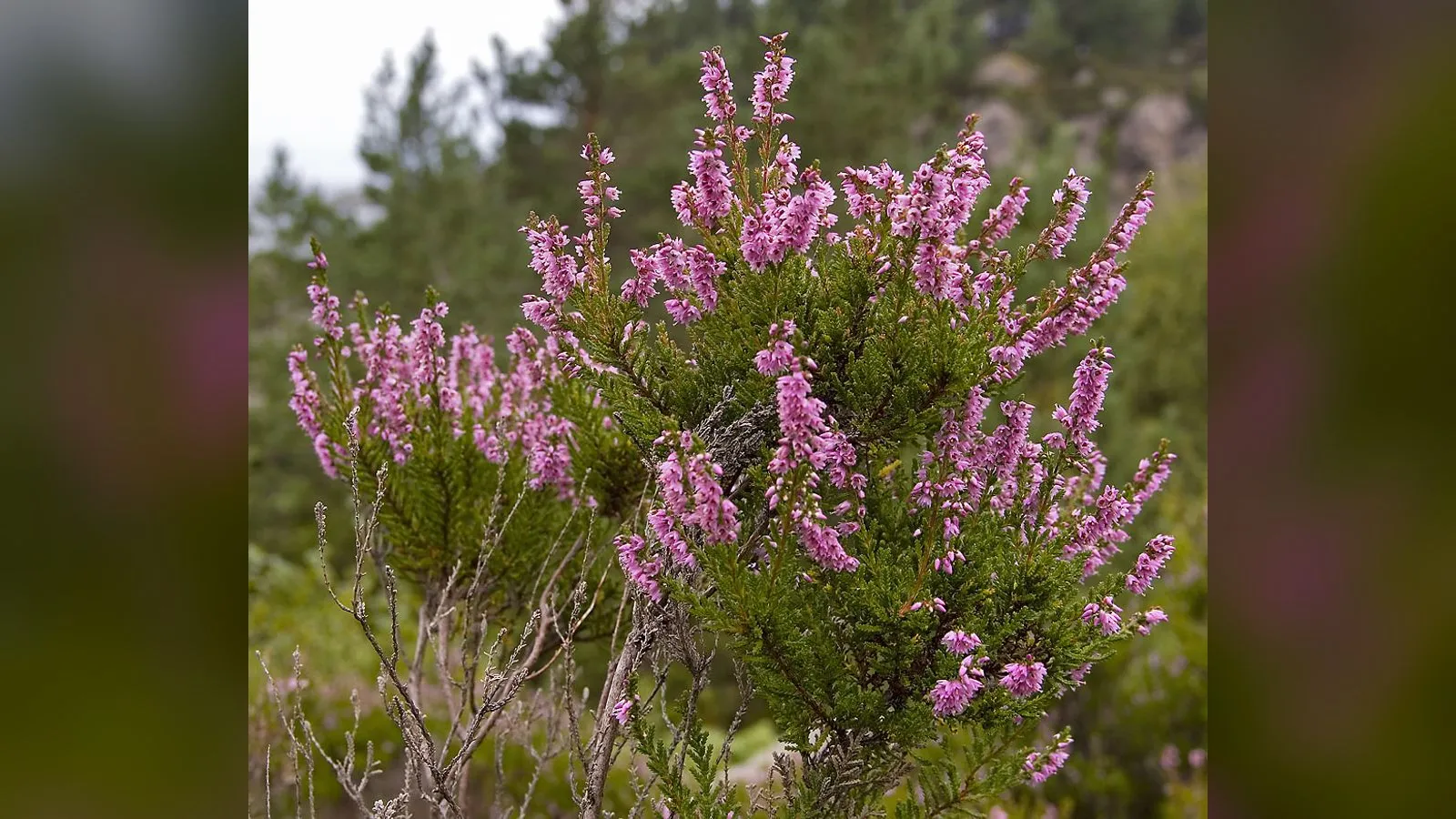 Heather