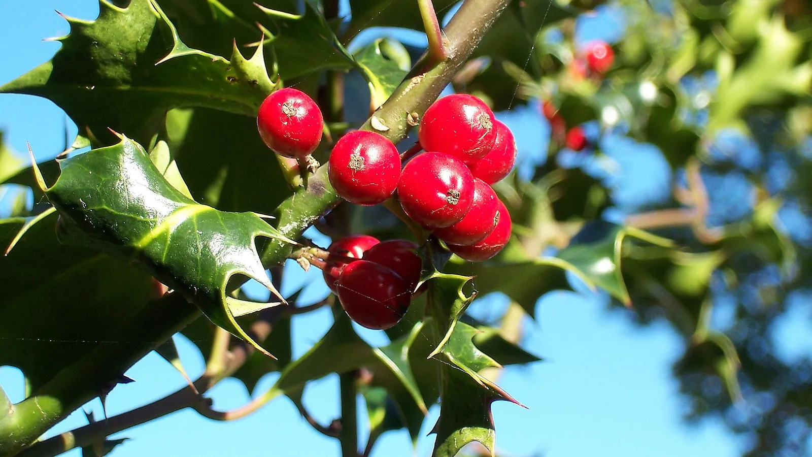 Holly