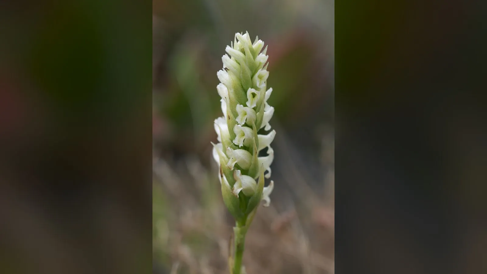 Irish Lady's-tresses