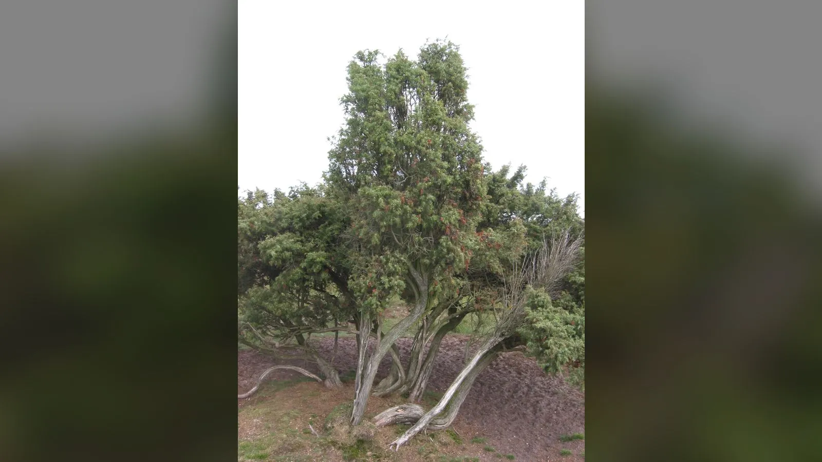 Juniper
