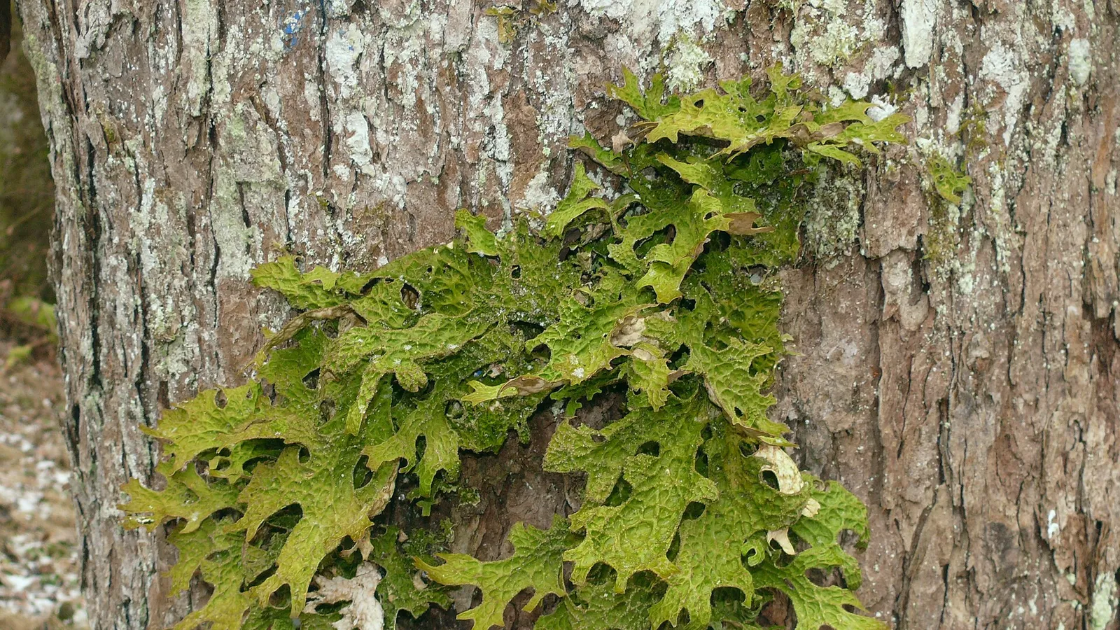 Lungwort Lichen