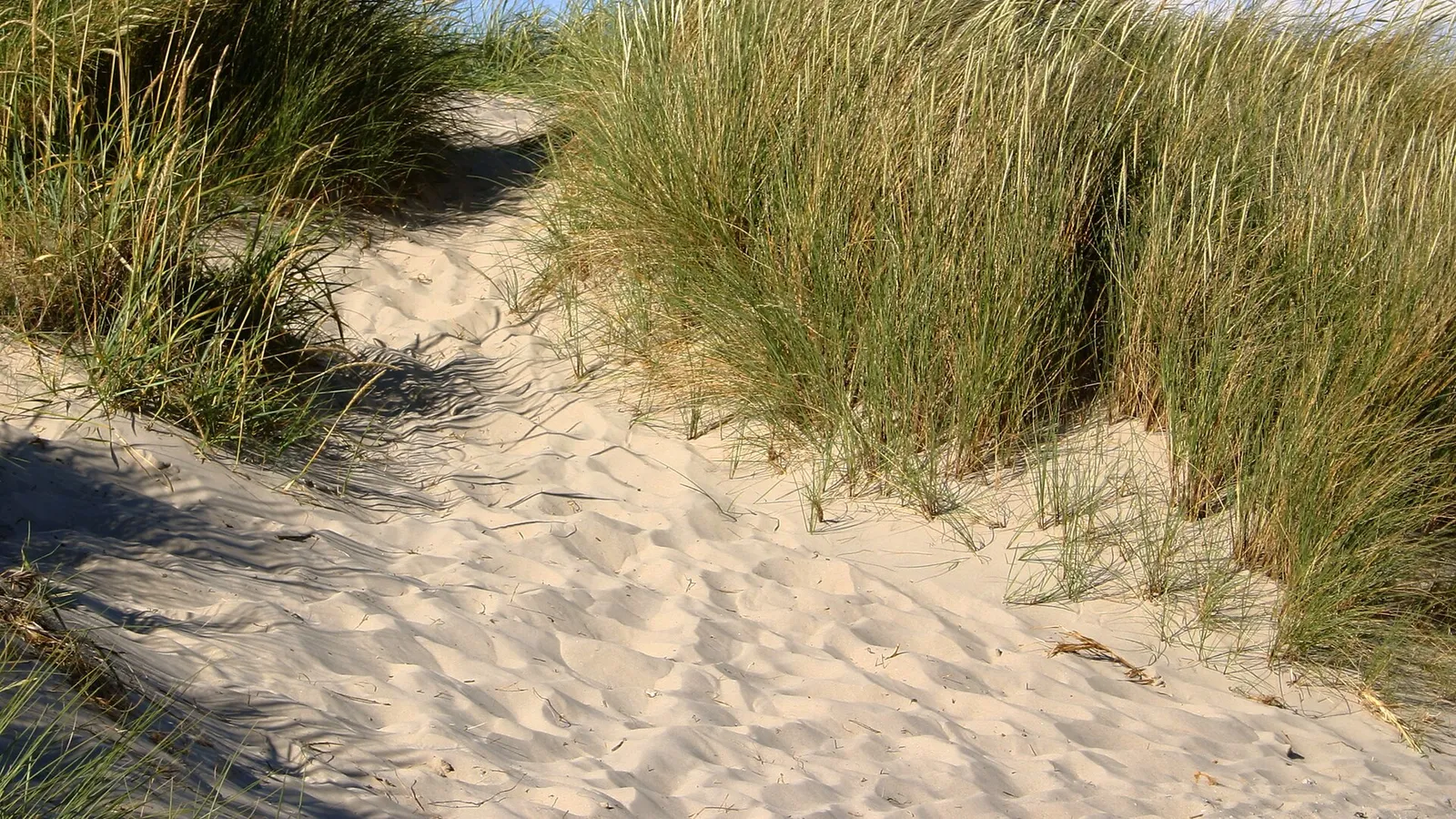 Marram Grass