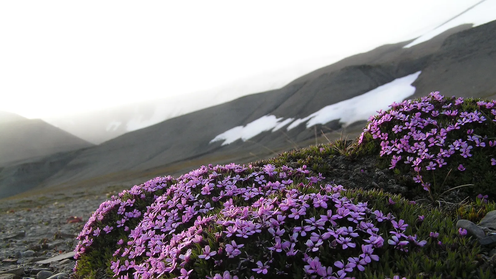 Moss Campion