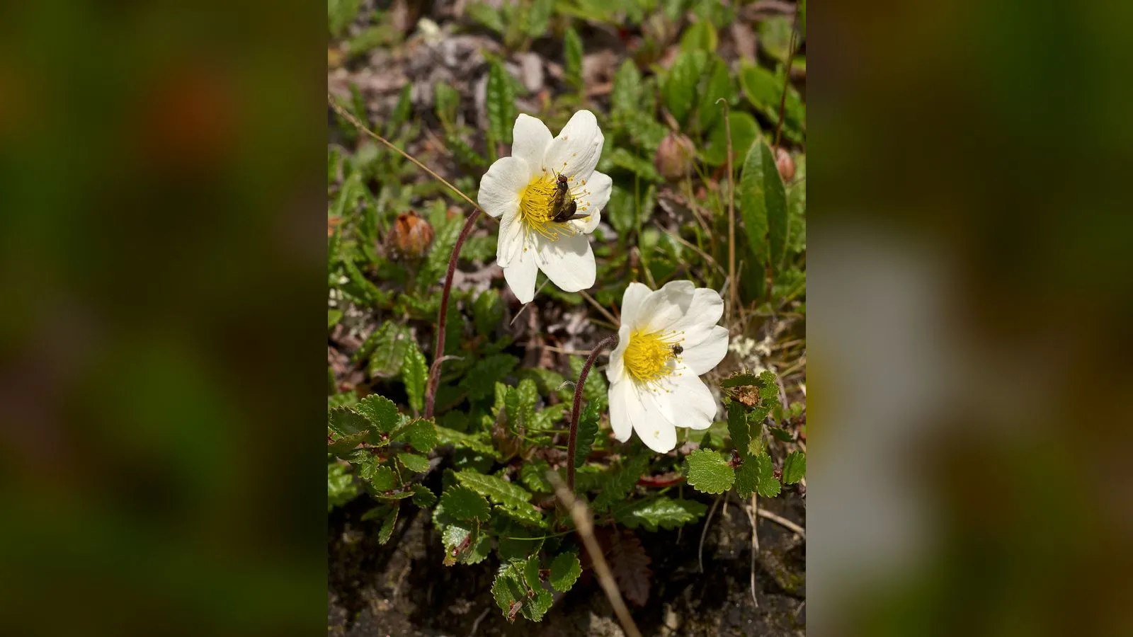 Mountain Avens