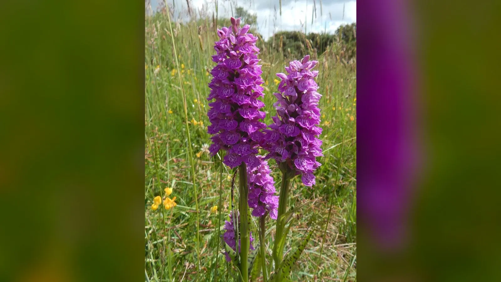 Northern Marsh-orchid