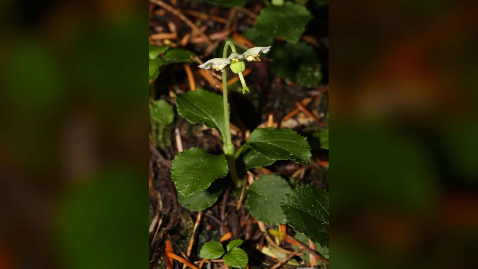 One-flowered Wintergreen