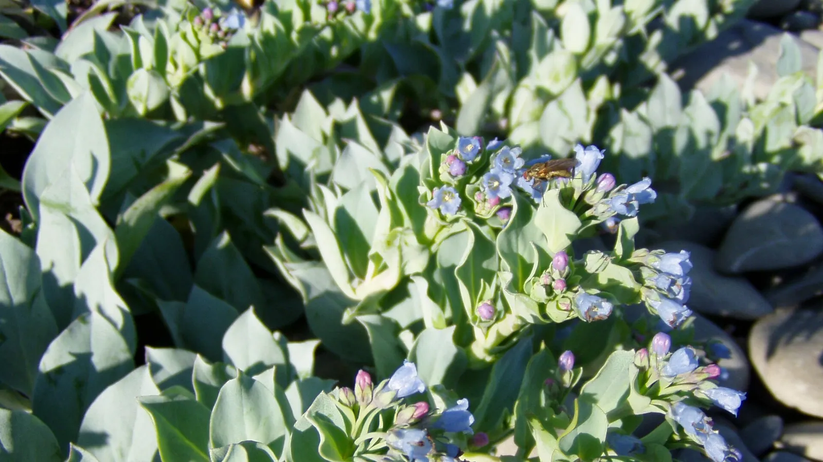Oysterplant