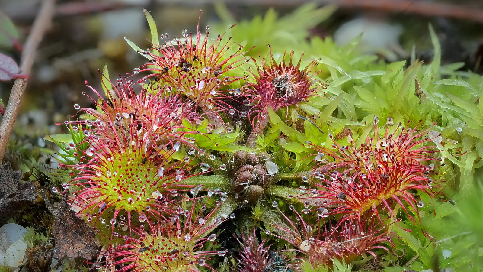 Round-leaved Sundew