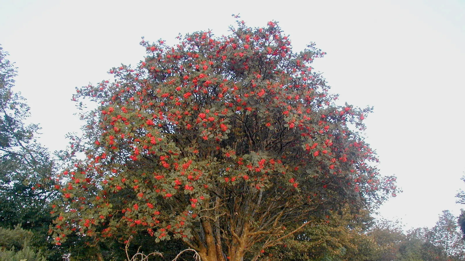 Rowan