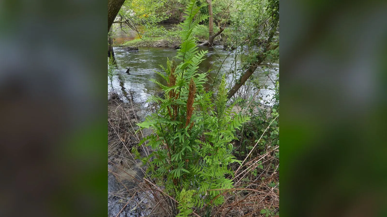 Royal Fern