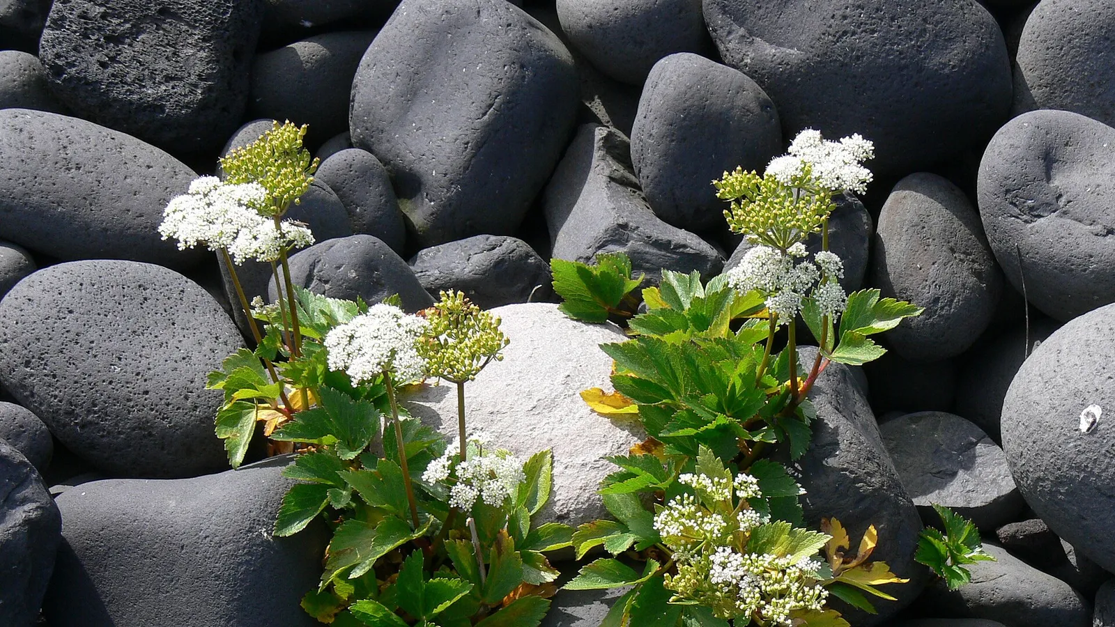 Scots Lovage