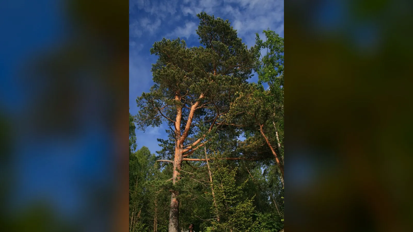 Scots Pine