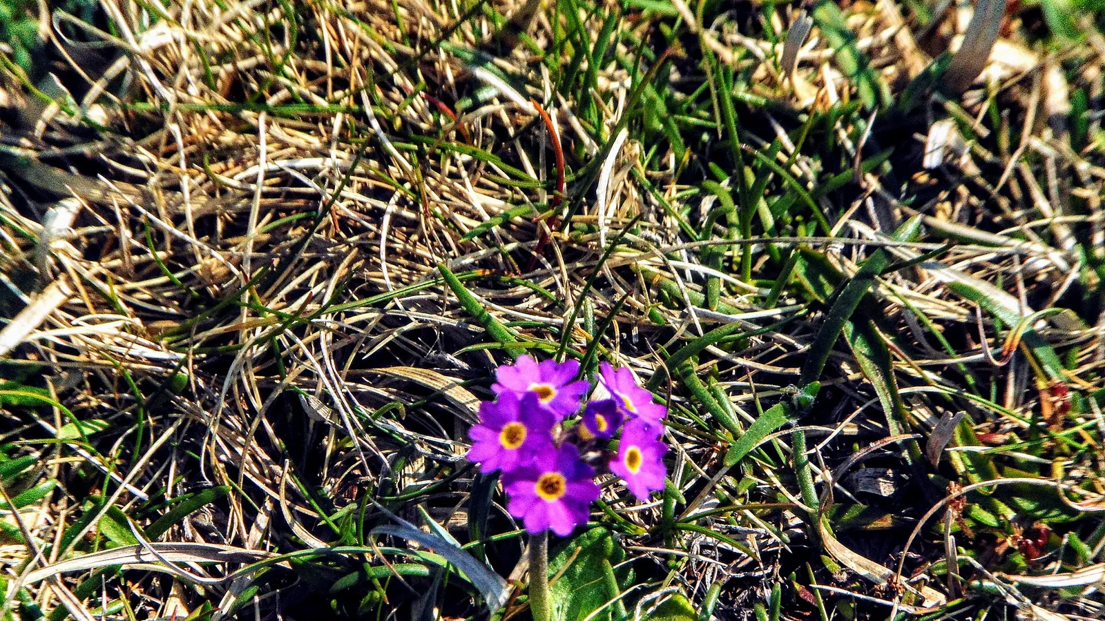 Scottish Primrose