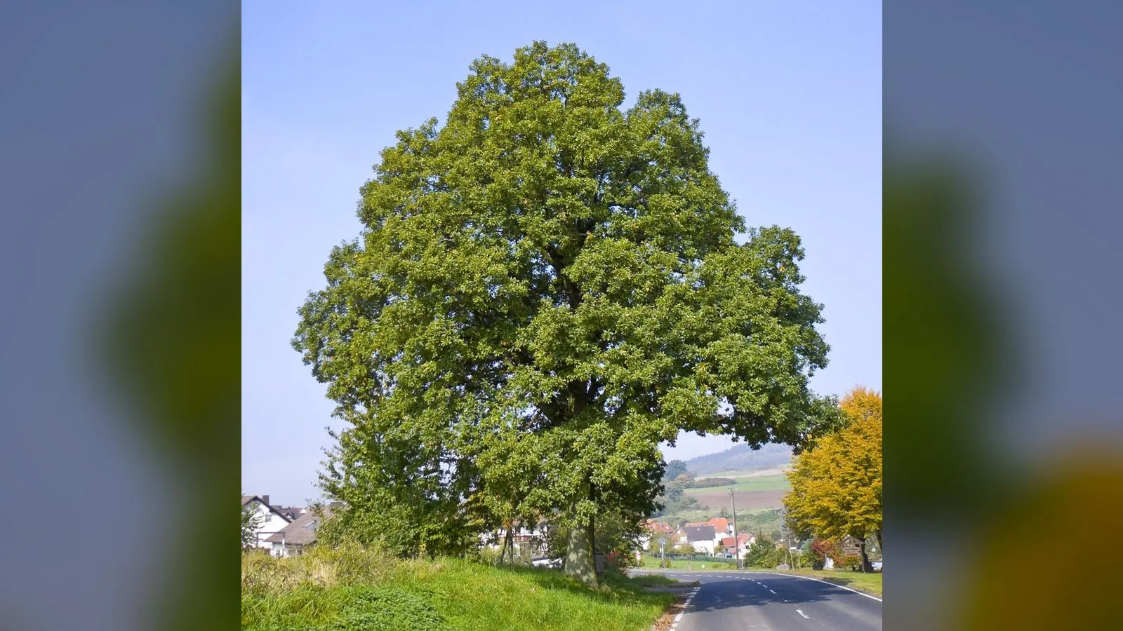 Sessile Oak
