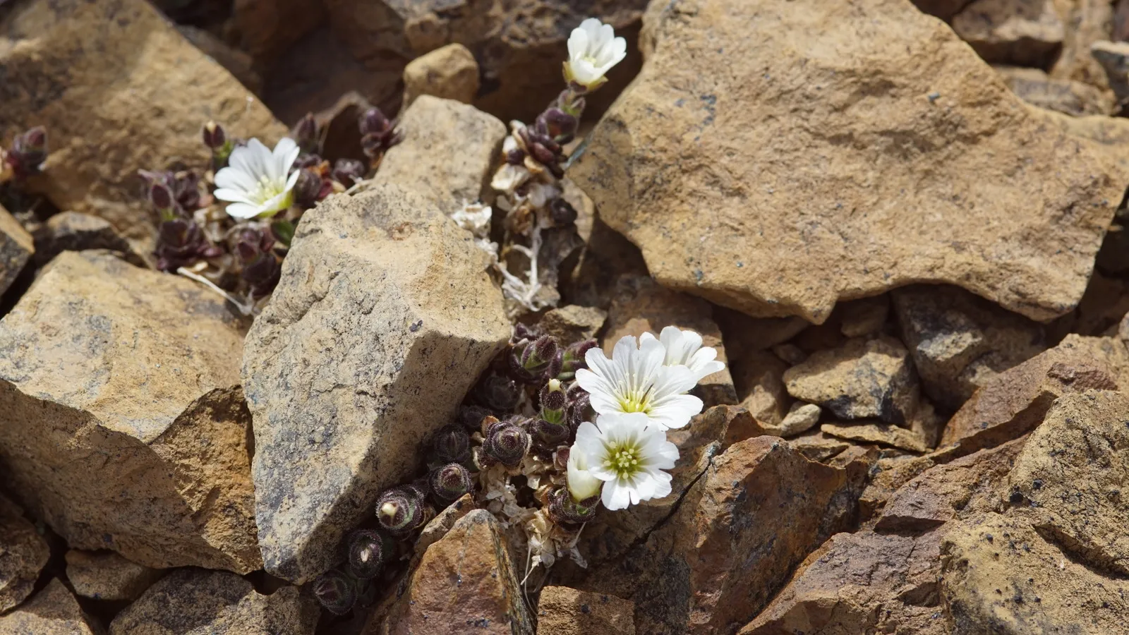 Shetland Mouse-ear
