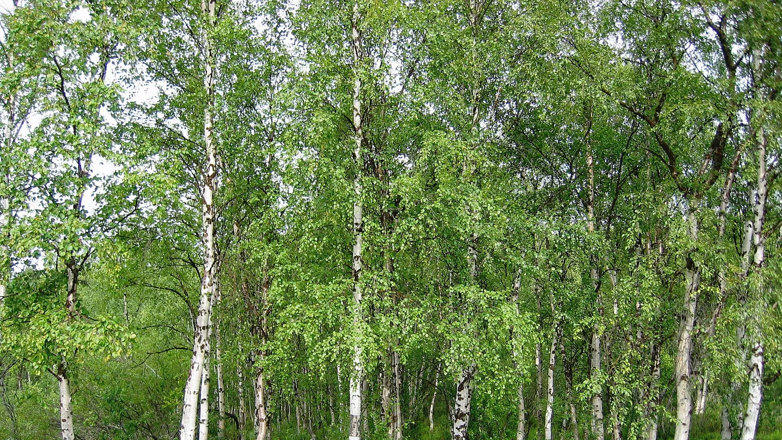 Silver Birch