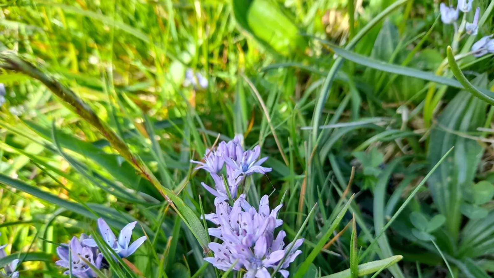 Spring Squill