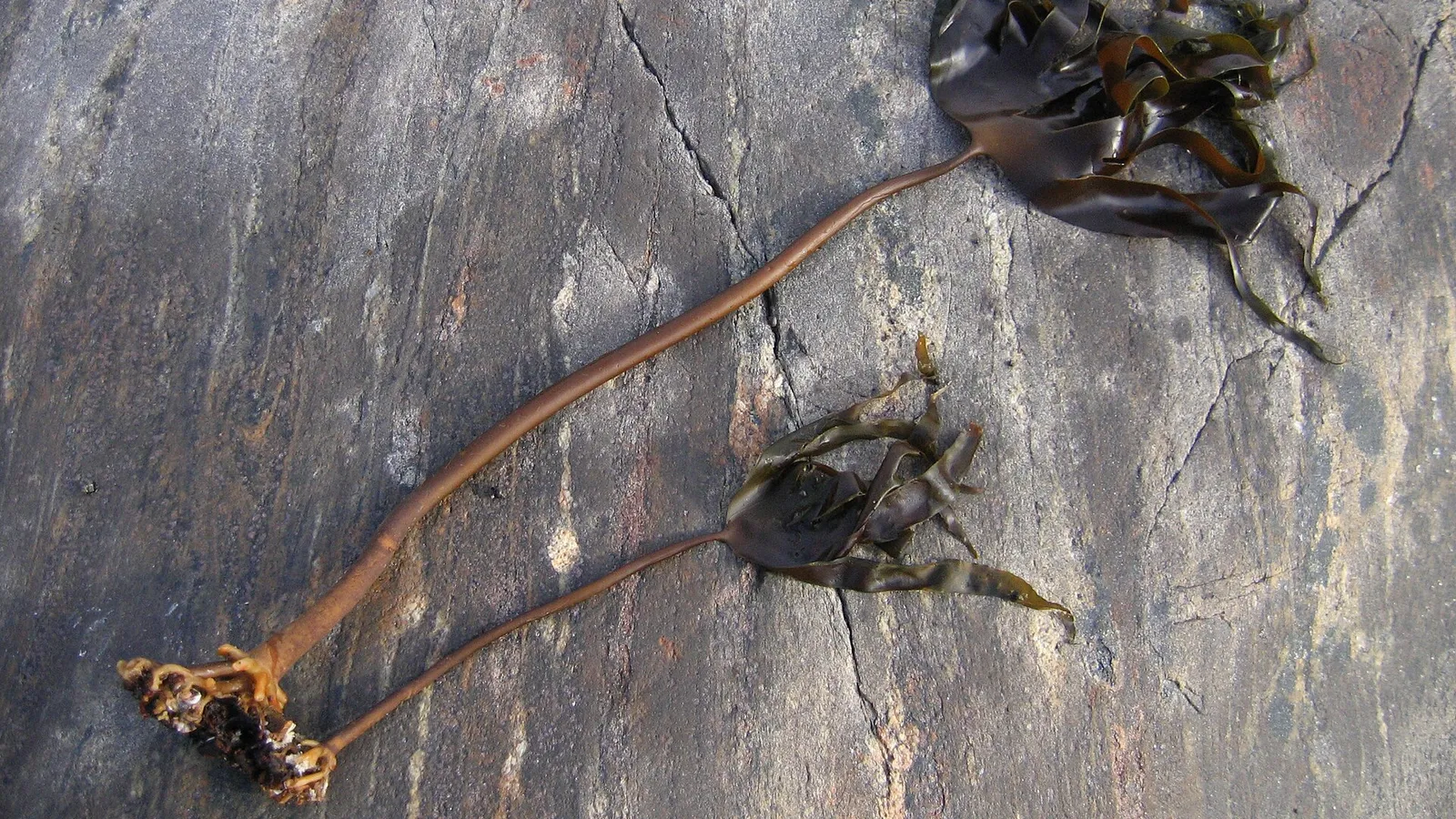 Tangle/Cuvie Kelp