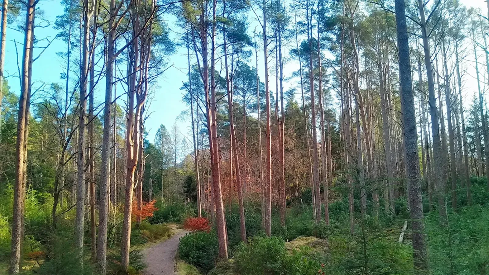 The Caledonian Forest