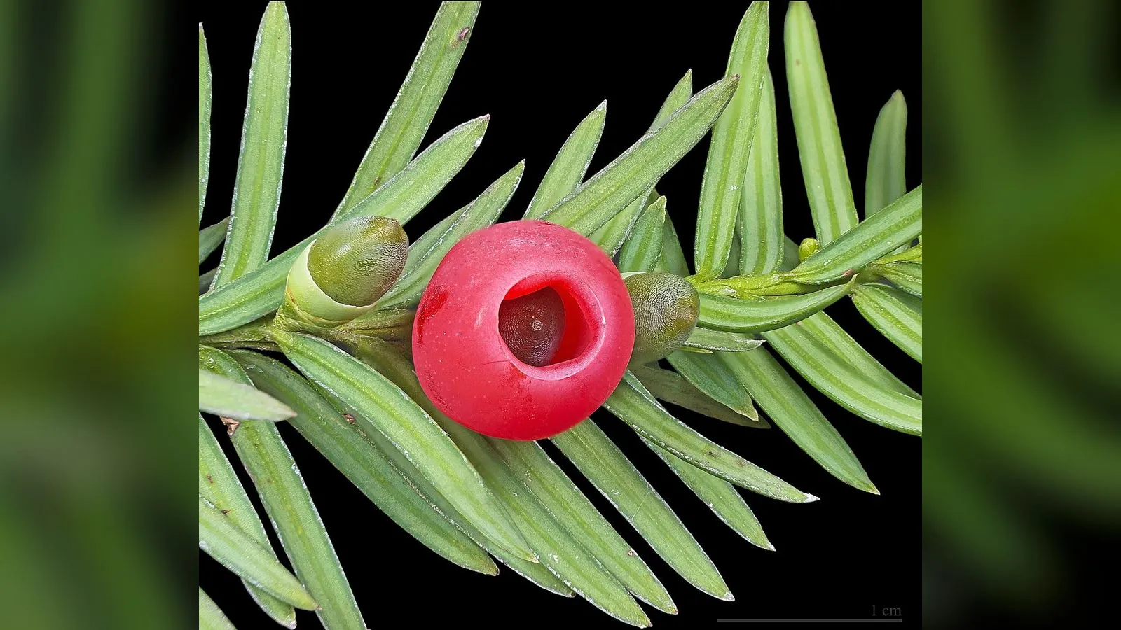 The Fortingall Yew