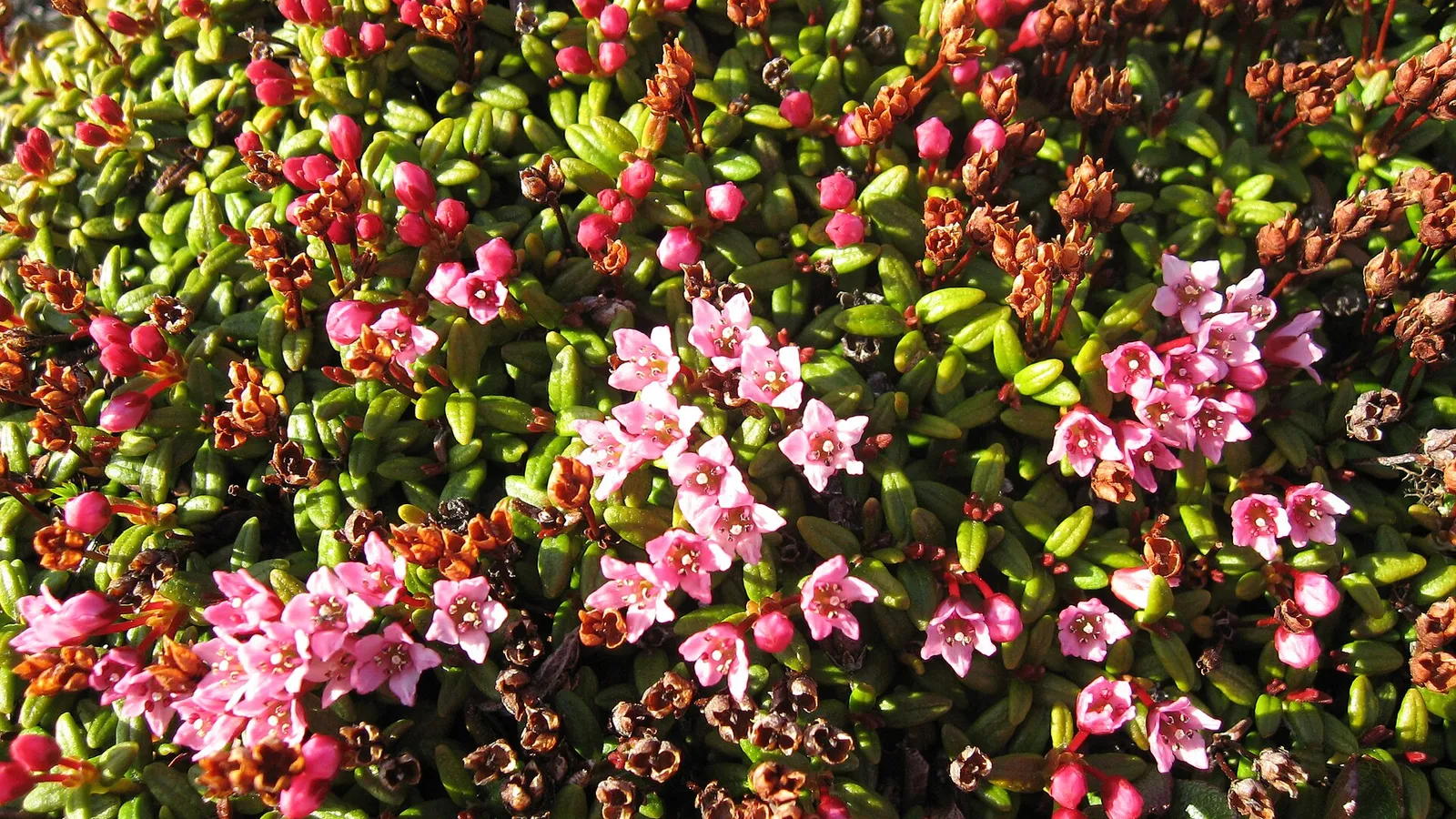 Trailing Azalea