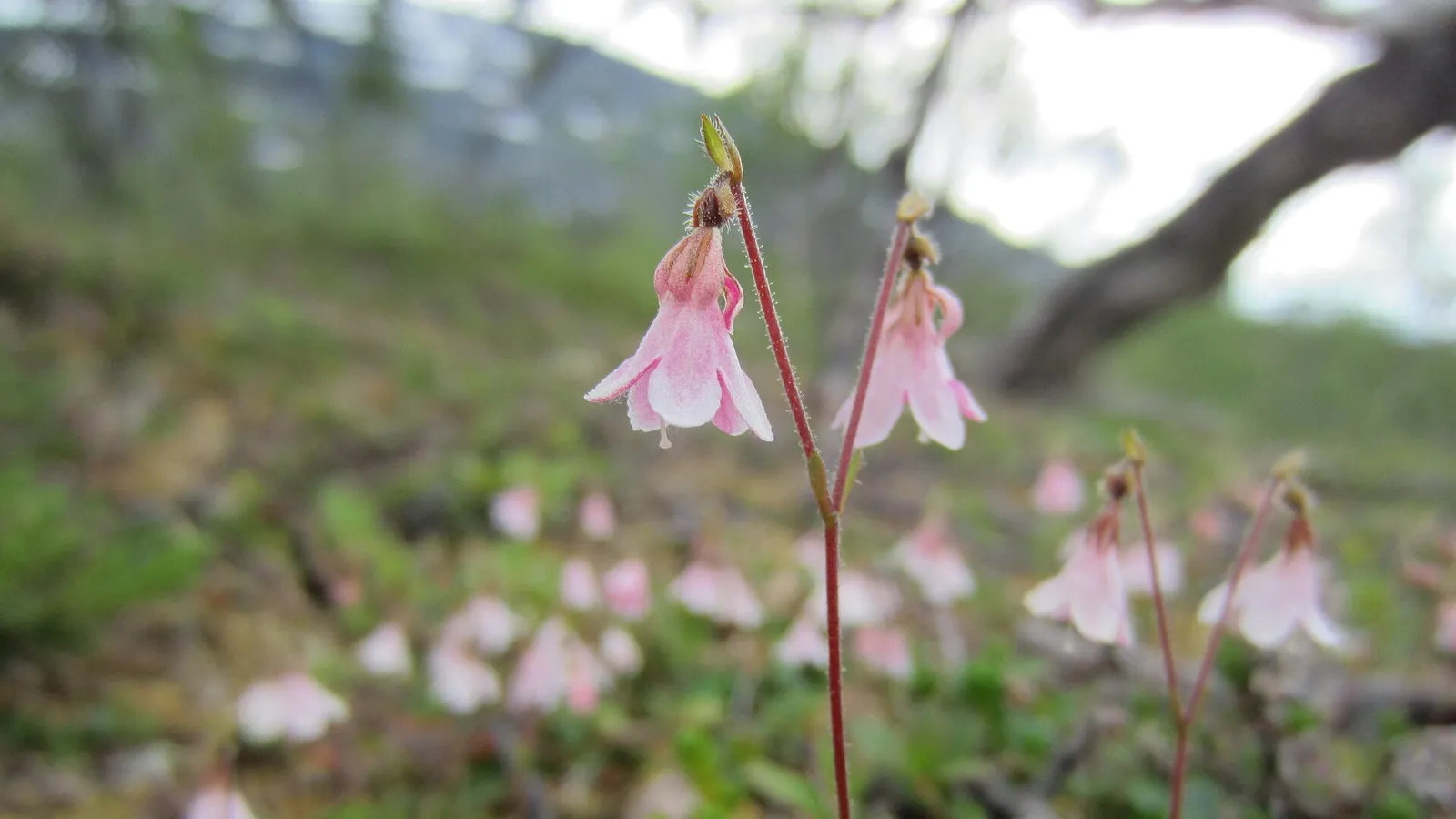 Twinflower