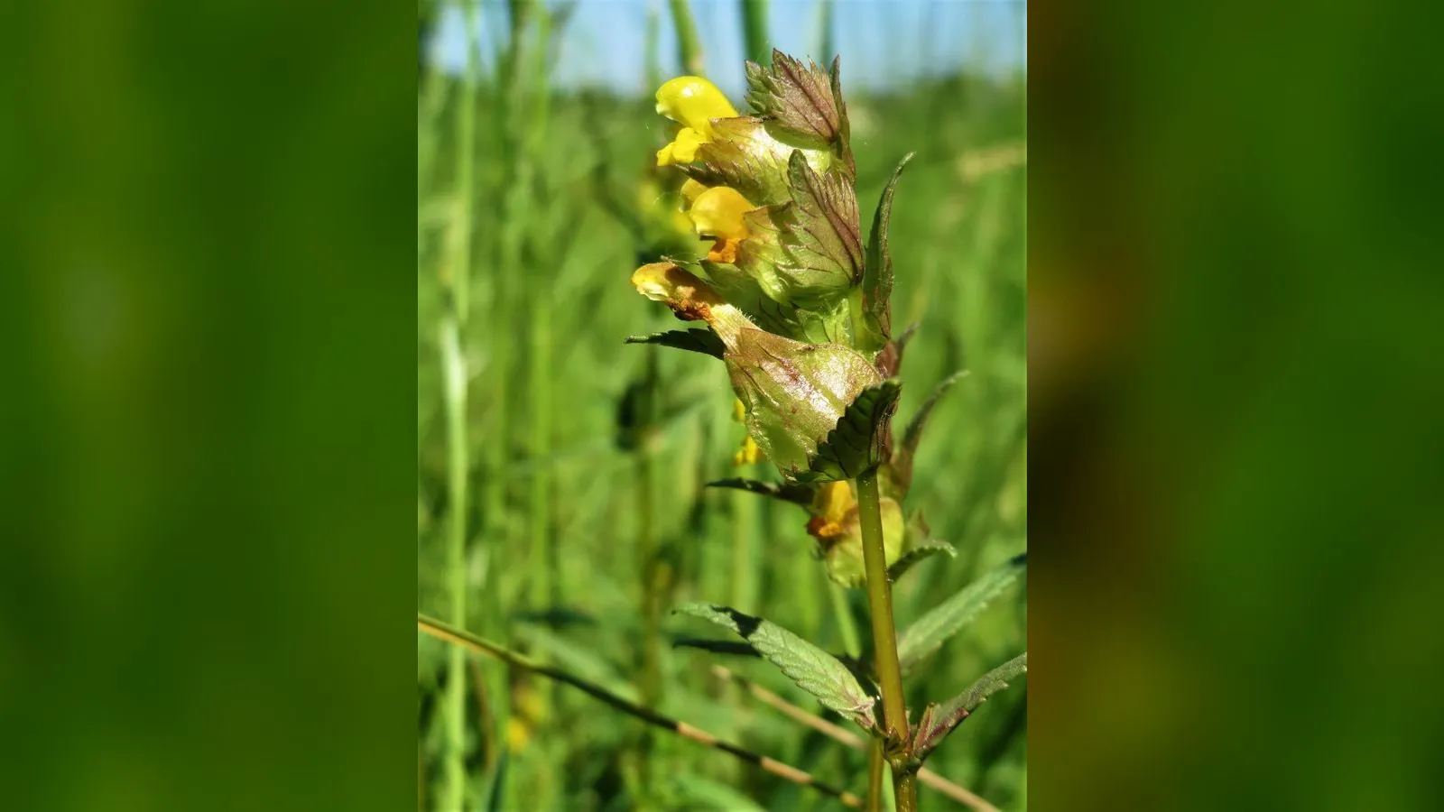 Yellow Rattle