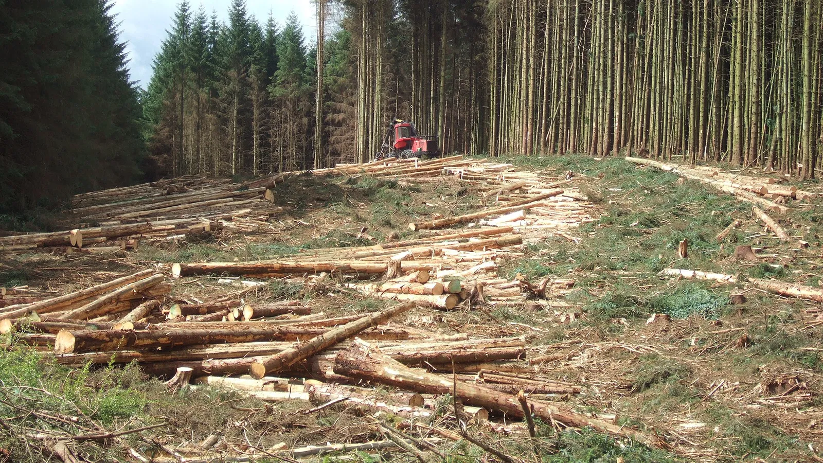 Forestry & Timber