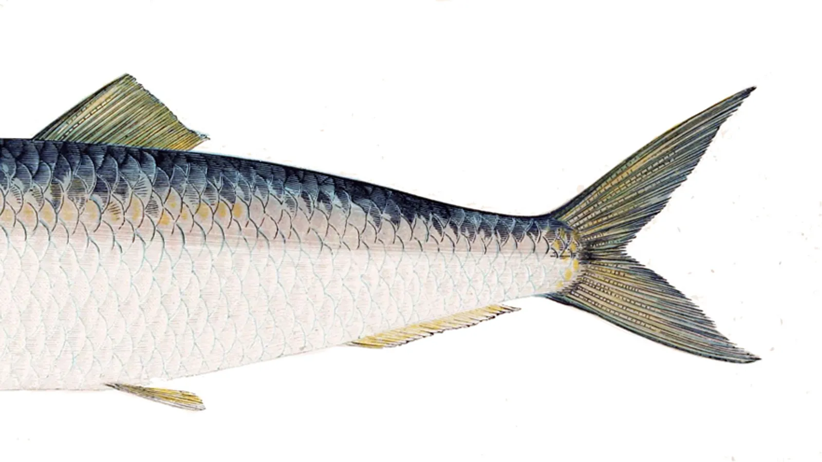The Herring Industry