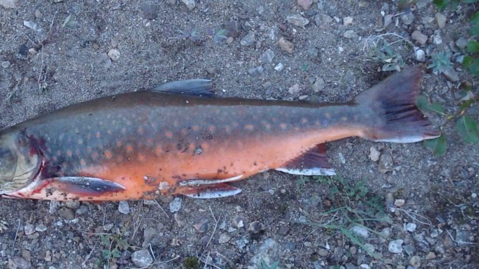 Arctic Charr