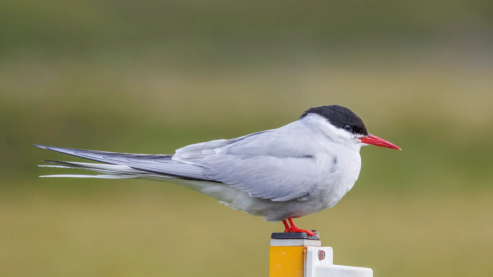 Arctic Tern