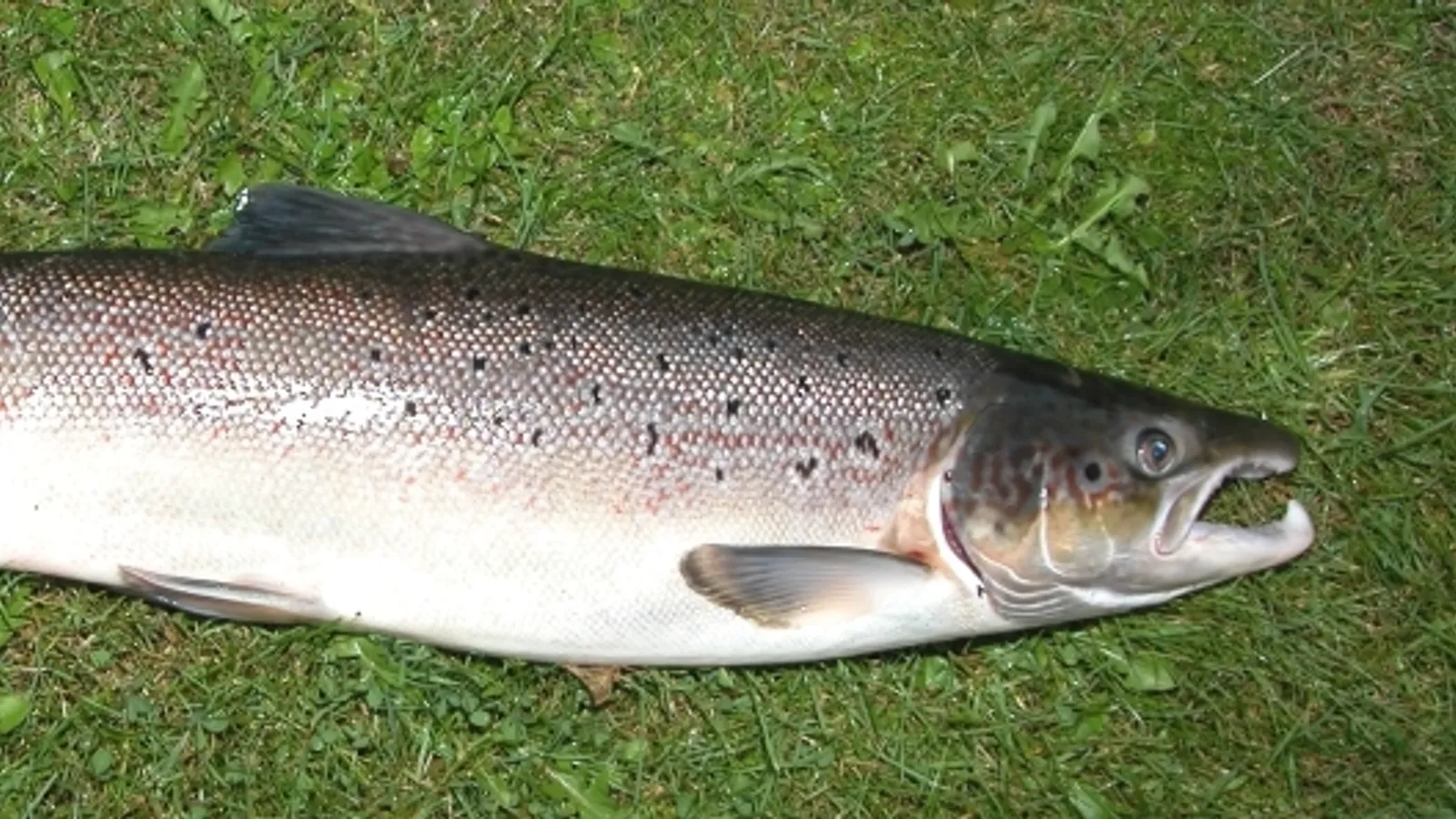 Atlantic Salmon