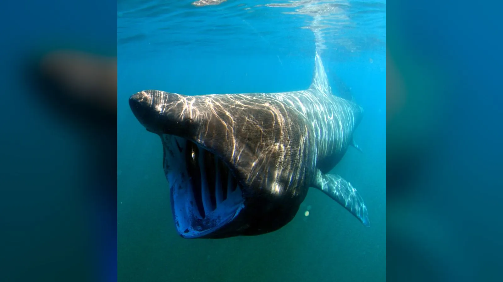 Basking Shark